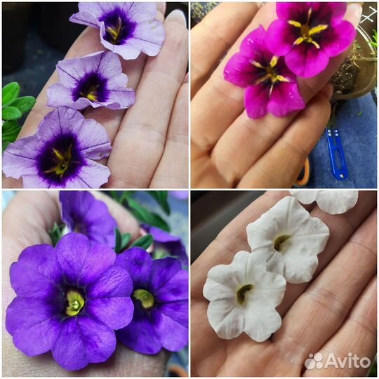 Калибрахоа