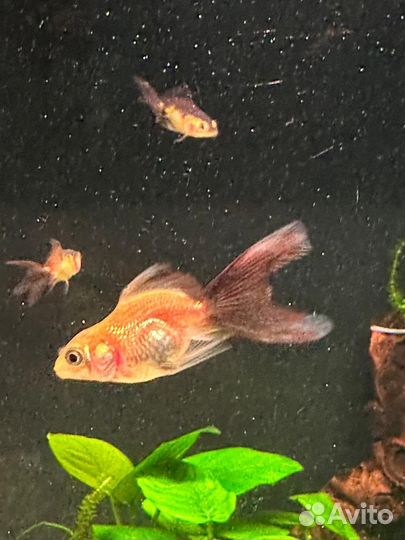 Золотая рыбка