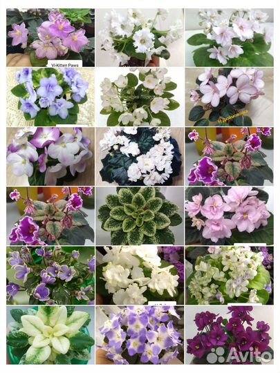 Мини фиалки