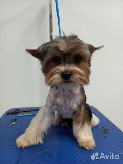 Грумер стрижка собак