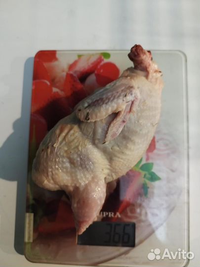 Инкубационное яйцо перепелов