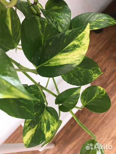 Эпипремнум ауреум золотистый