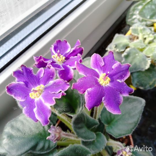 Фиалки сортовве