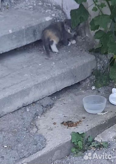 Котята ищут дом