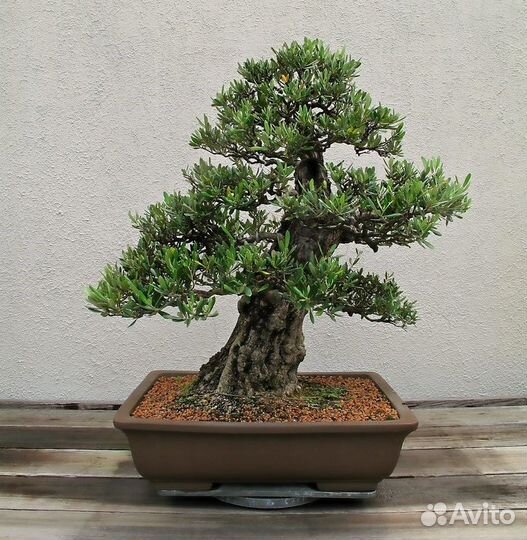 Семена комнатных растений, большой выбор