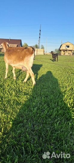 Нубийские коза козлята