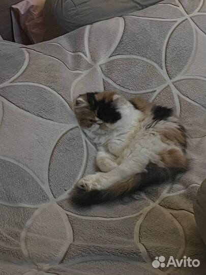 Экзотическая кошка