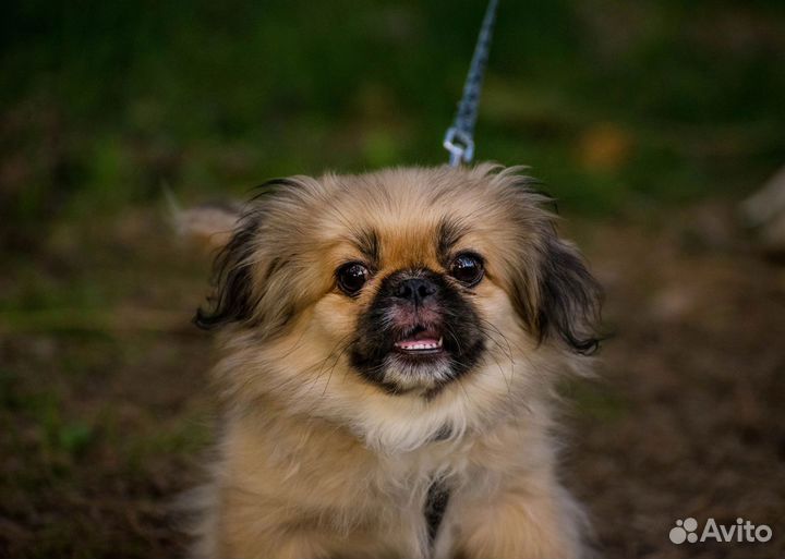 Фотограф (фотосессии вас и ваших питомцев)