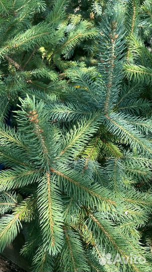 Ель сизая колючая