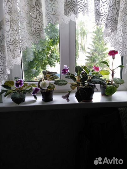 Глоксиния Скарлет