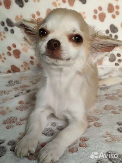 Чихуахуа Малыш