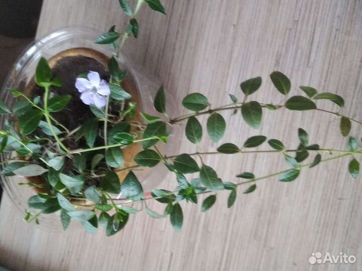 Флокс шиловидный