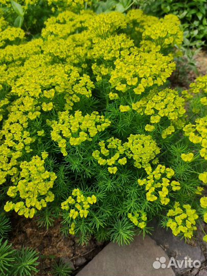 Лисий хвост Юкка Василек Рудберия Эхинацея Седум