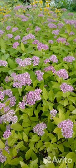 Спирея голден принцесс