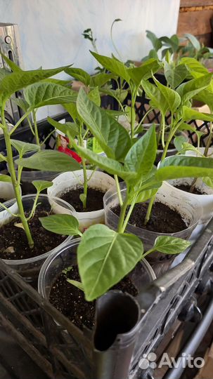 Рассада перцев крупные
