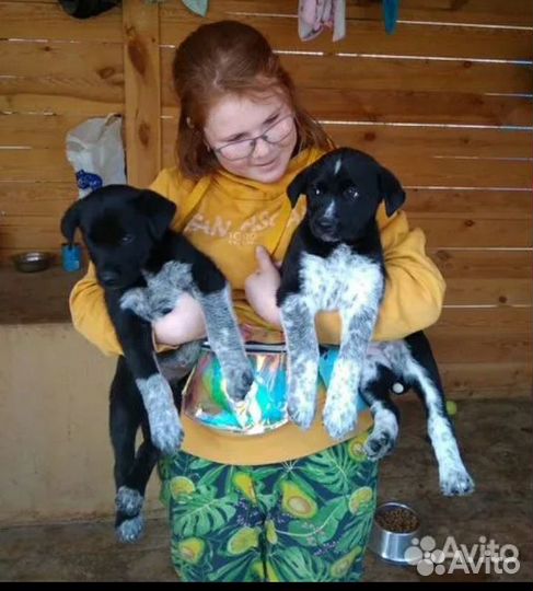 Выгул собак, кошки, зооняня приходящая