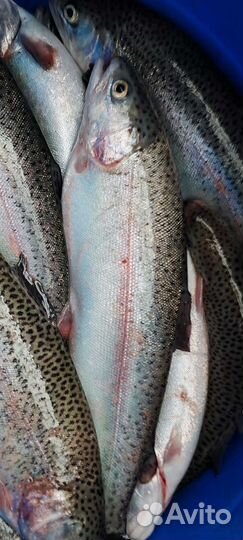 Форель янтарная, радужная