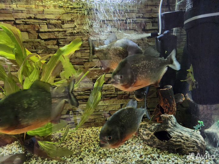 Пираньи Натерера