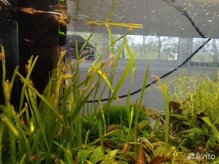 Креветки вишня - ред черри