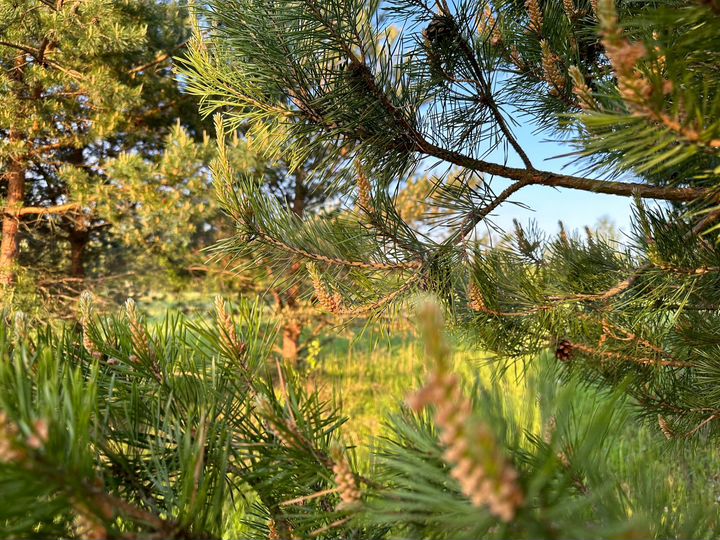 Участок 10,4 сот. (ИЖС)