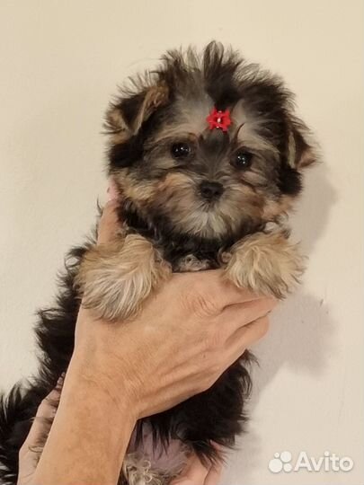 Мини йорк девочка