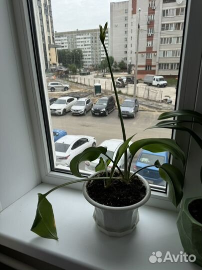 Лилия белая