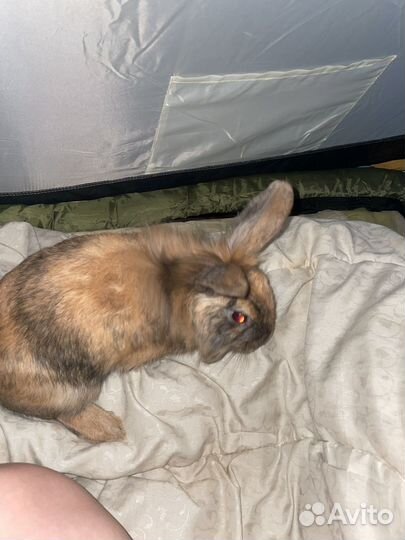 Декоративный кролик с клеткой