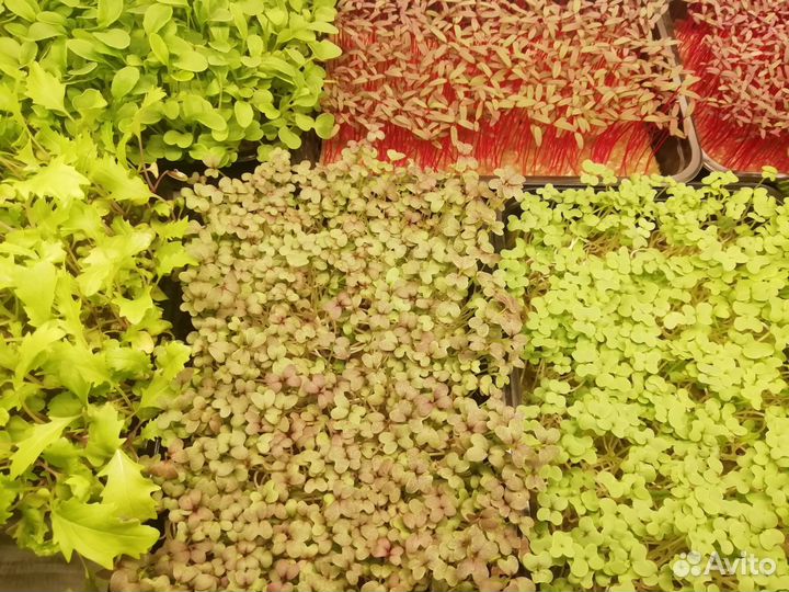 Микрозелень