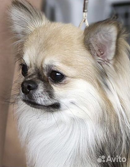 Вязка кобель Чихуахуа с великолепной родословной