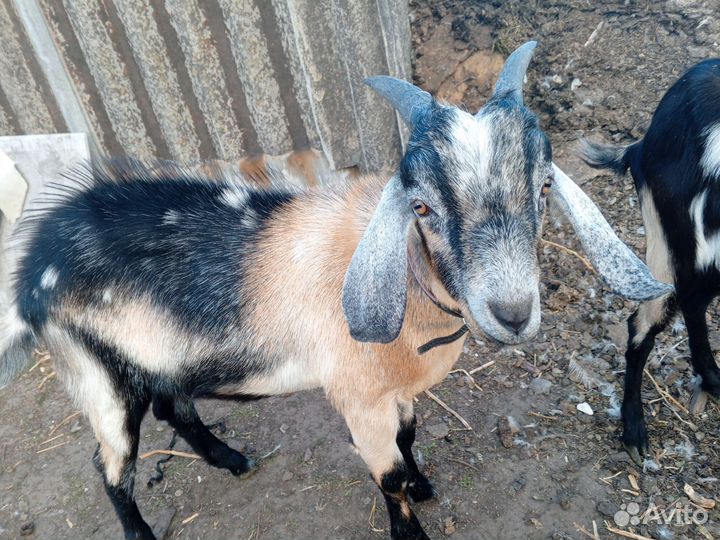 Нубийский козел на племя,гуси, петухи