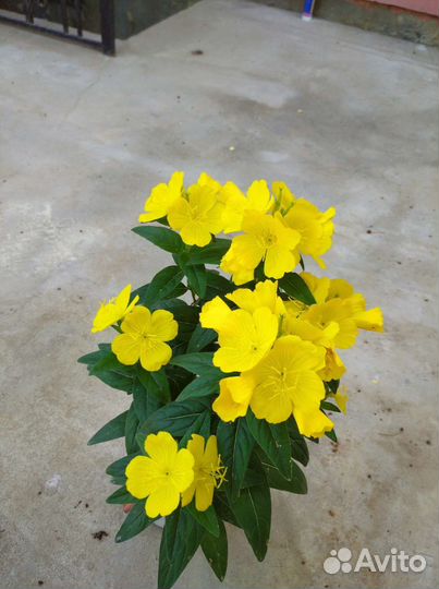 Джинура от 100 болезней