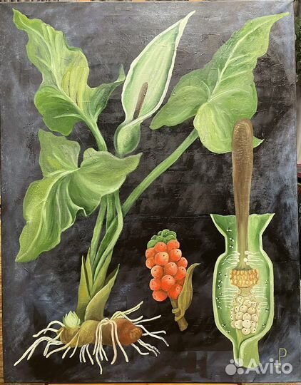 Картина «Аронник», масло, холст