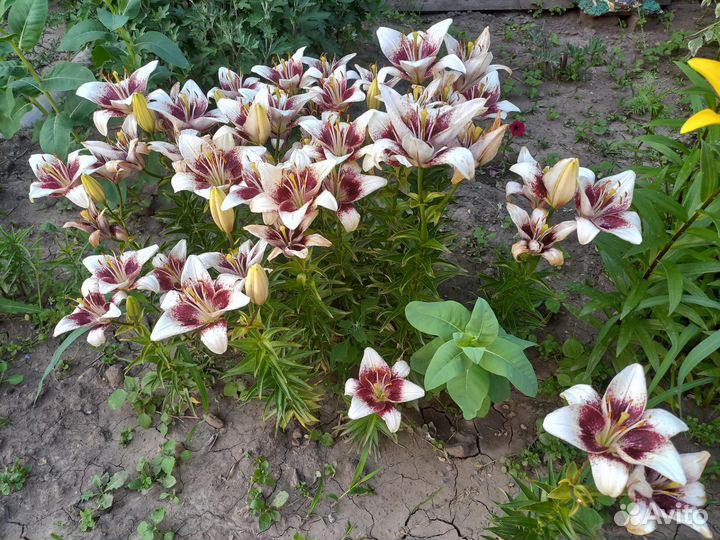 Лилии луковицы