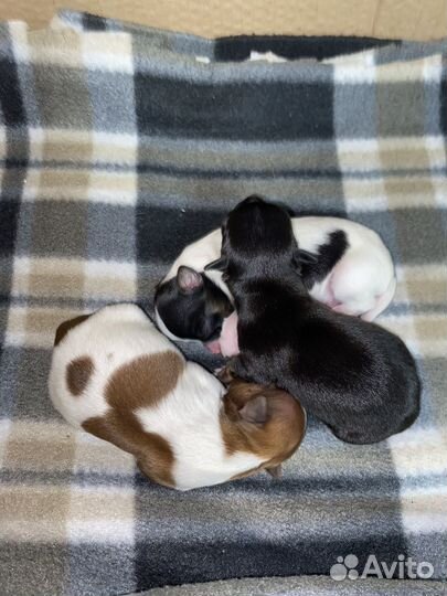 Щенок малыши чихуахуа