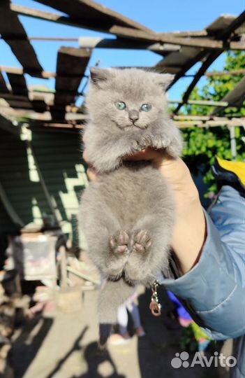 Котенок бесплатно