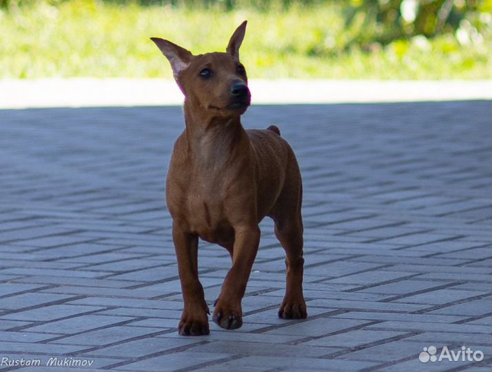 Цвергпинчер