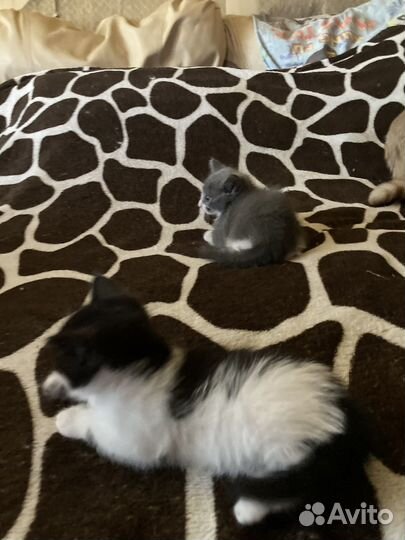 Отдадим в хорошие руки 2 котят