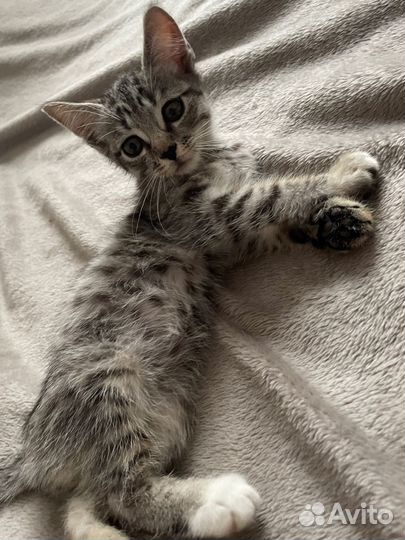 Котенок 2 месяца