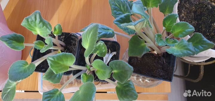 Комнатные растения цветы фиалки