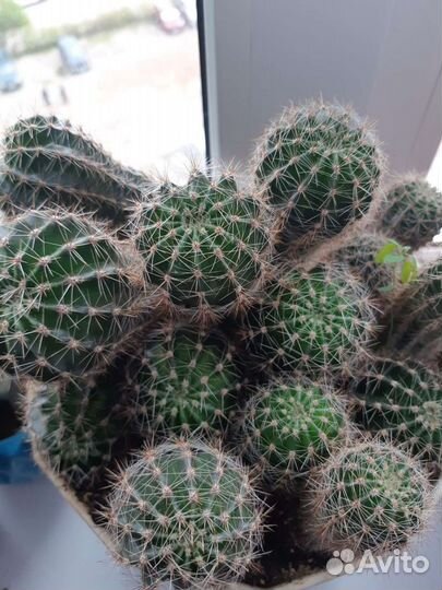 Кактусы и суккуленты