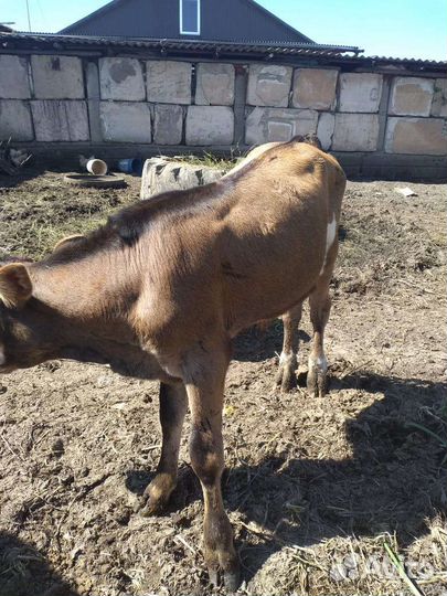 Быкок и телка