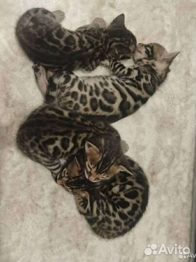 Бенгальские котята