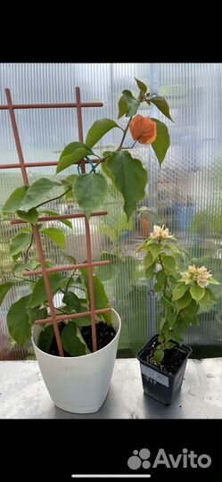 Бугенвиллеи