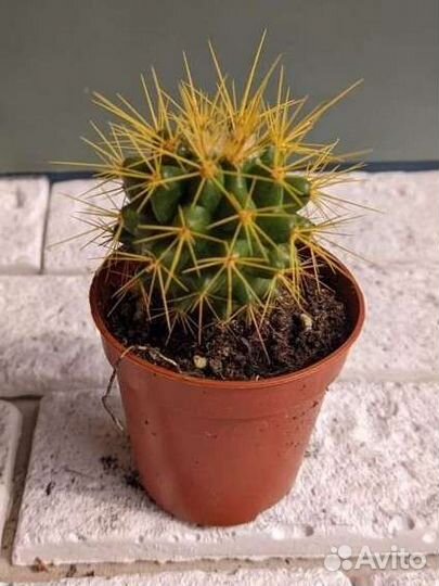 Эхинокактус (цветной)