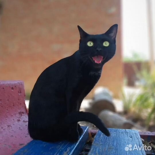 Кошка стерилизованная