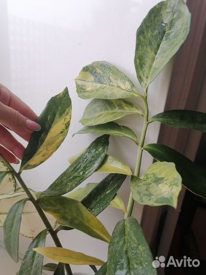 Замиокулькас вариегатный