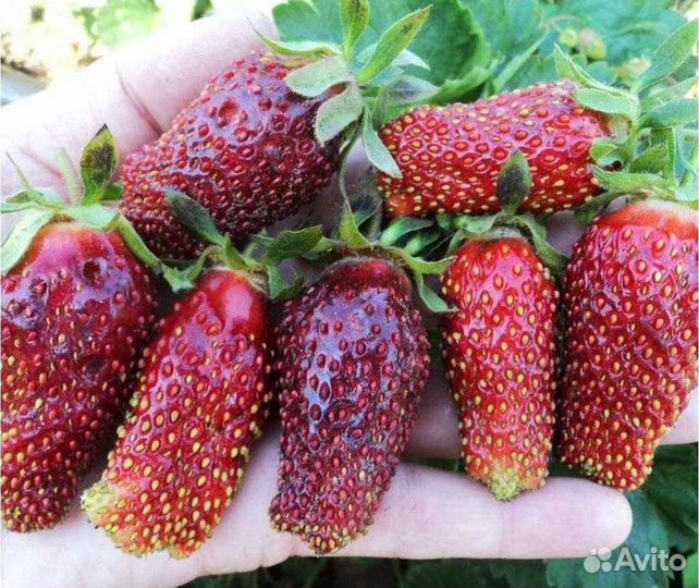 Рассада клубники сорта Купчиха
