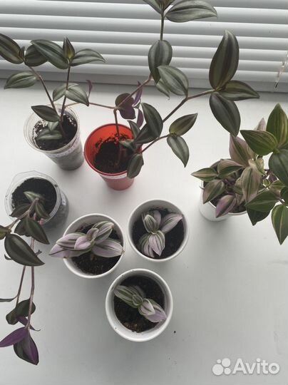 Традесканции сортовые, комнатные цветы