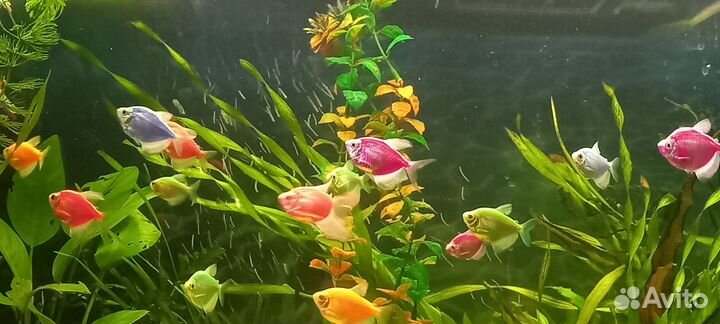 Тернеции и креветки(вишни)