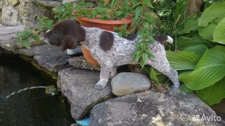 Щенки курцхаара